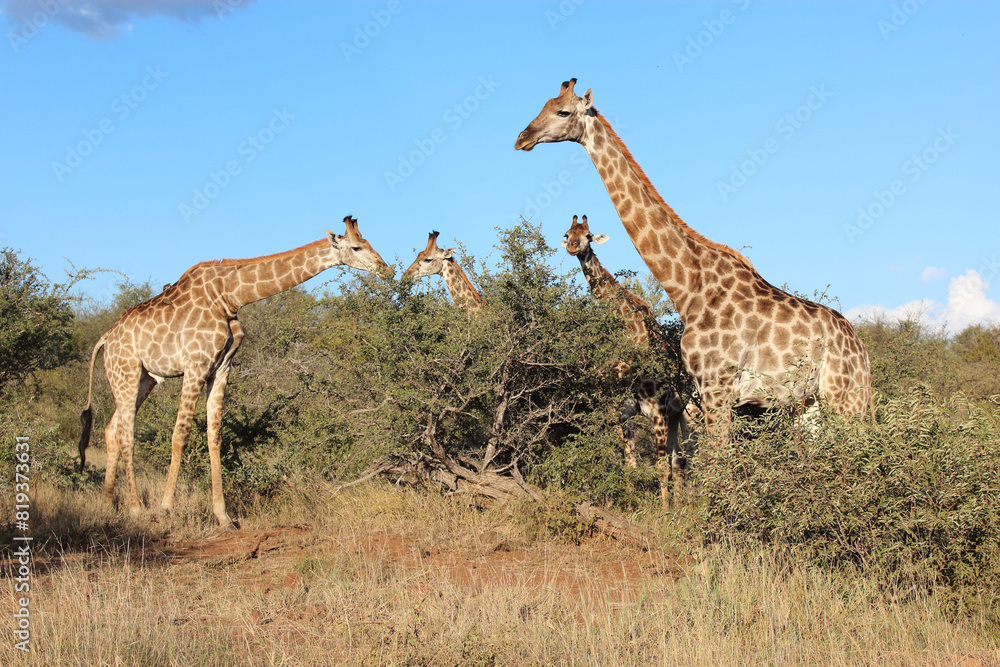 Fototapeta premium Giraffe / Giraffe / Giraffa camelopardalis
