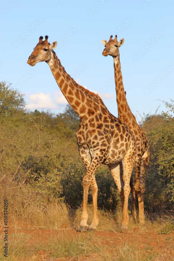 Obraz premium Giraffe / Giraffe / Giraffa camelopardalis