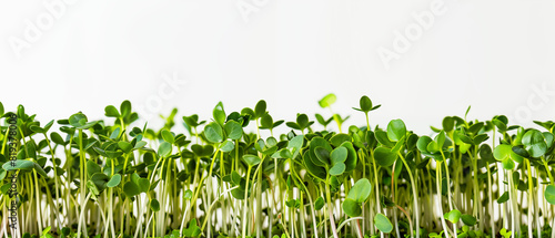 Microgreen Green Sprouts Growing on White Background