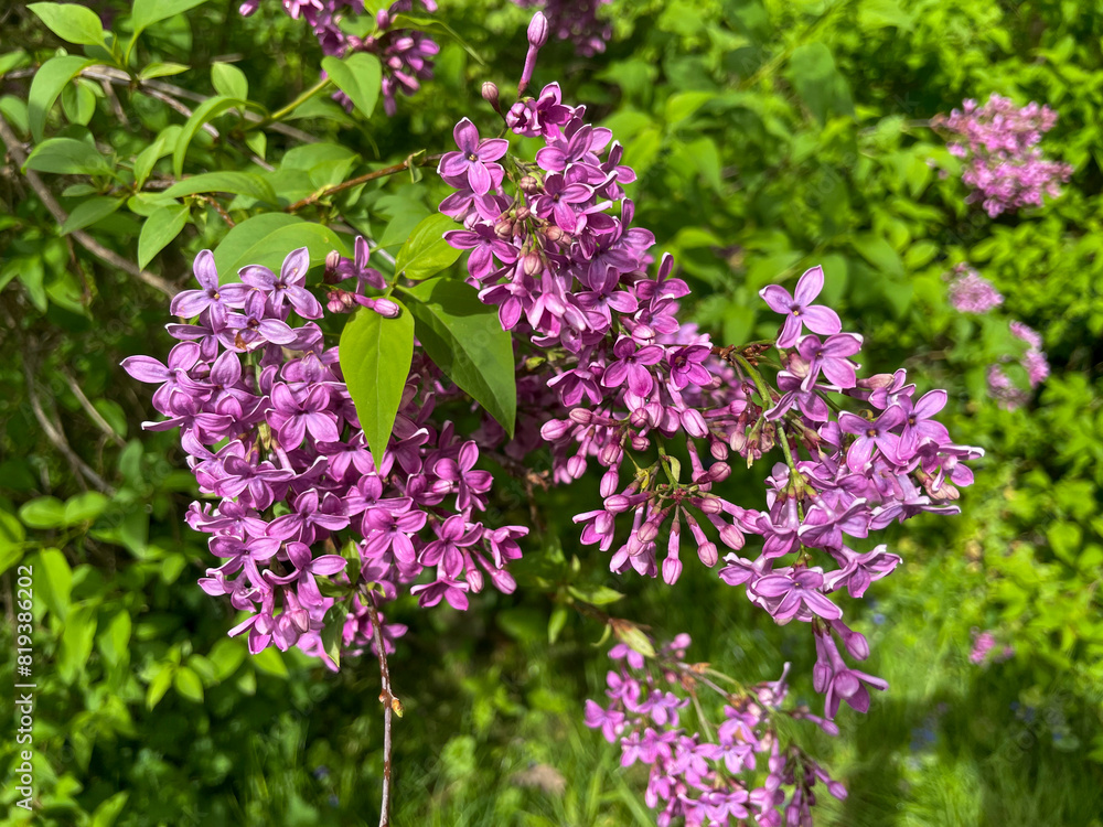 Obraz premium Wilder Flieder mit pink violett farbenen Blüten im Mai