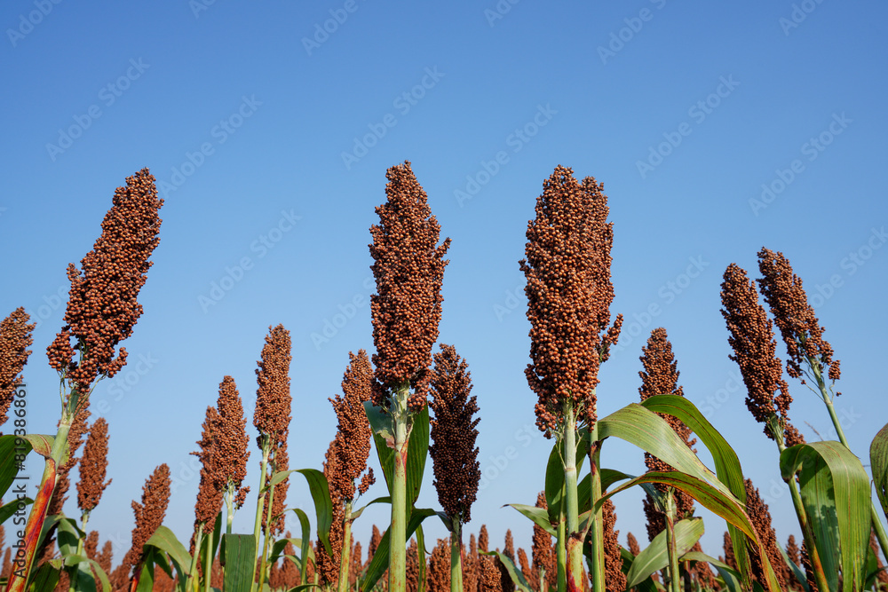 The maturing sorghum is in the farmland in North China