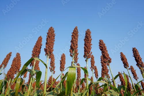 The maturing sorghum is in the farmland in North China