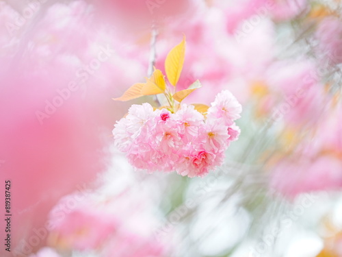 北海道の春 かわいい八重桜
