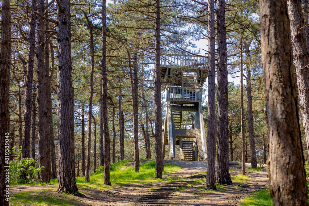 Spring landscape with pine trees trunk with wooden observation tower in the forest, A pine is any conifer in the genus Pinus of the family Pinaceae and subfamily Pinoideae, Texel Islands, Netherlands. Spring landscape with pine trees trunk with wooden observation tower in the forest, A pine is any conifer in the genus Pinus of the family Pinaceae and subfamily Pinoideae, Texel Islands, Netherlands.