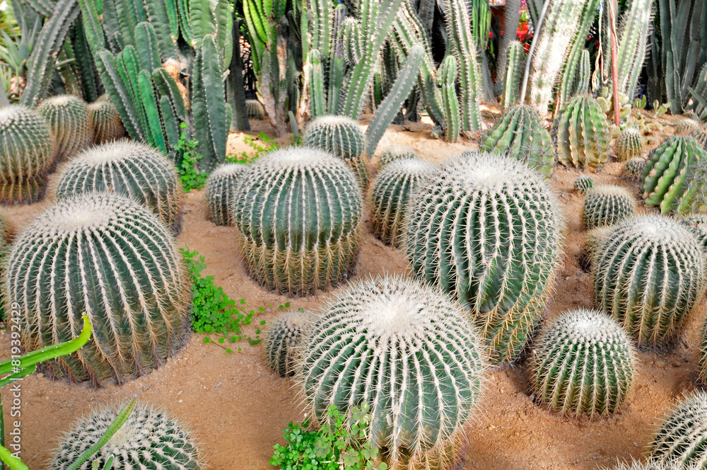 The cactus The cactus