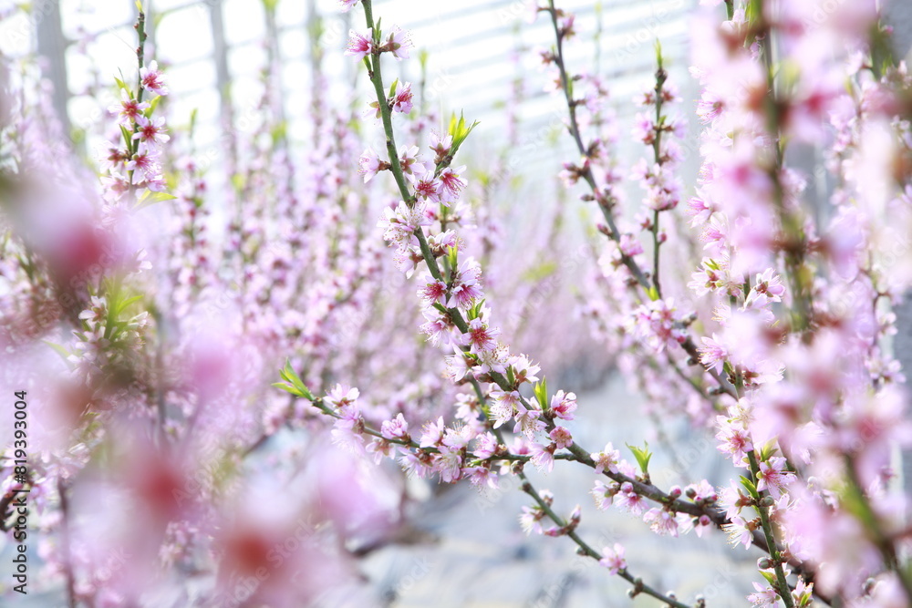 Greenhouse shelter in the peach blossom in full bloom