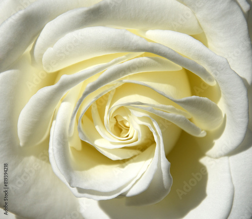 Nature flowers beauty white rose