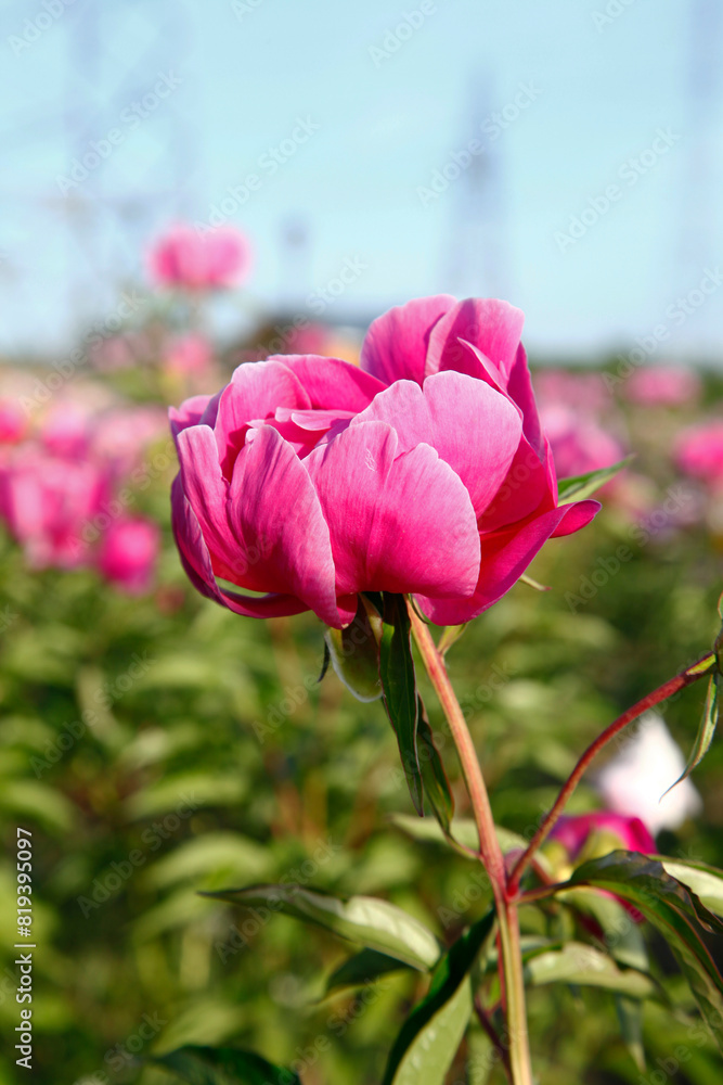 Blooming peony flowers Blooming peony flowers
