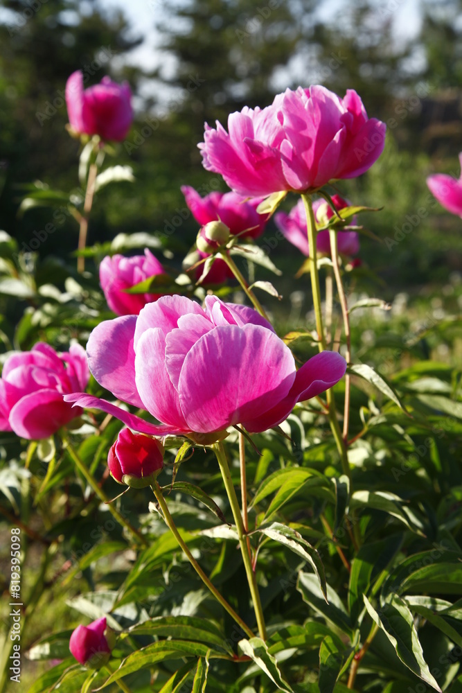Blooming peony flowers