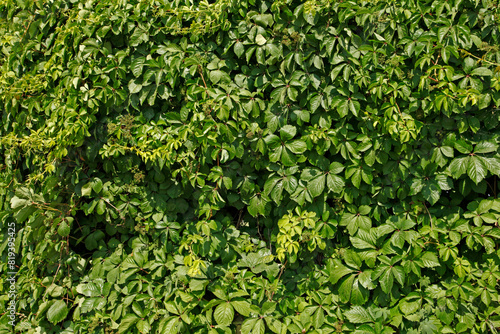 Green wall background of Boston ivy, [Parthenocissus tricuspidata]