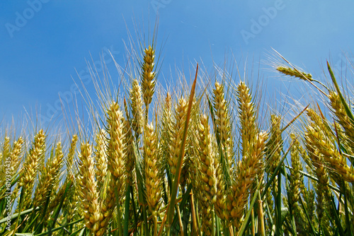 The green wheat field