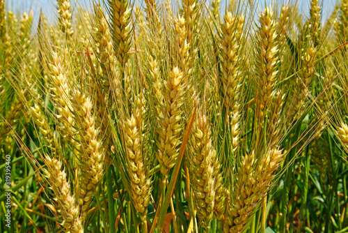 The green wheat field