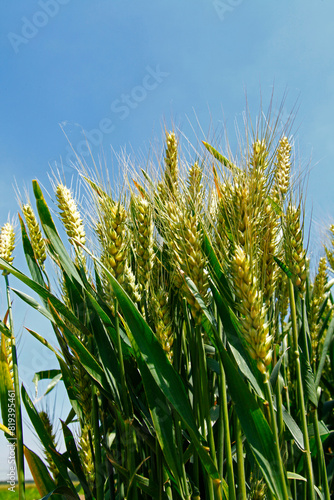 The green wheat field