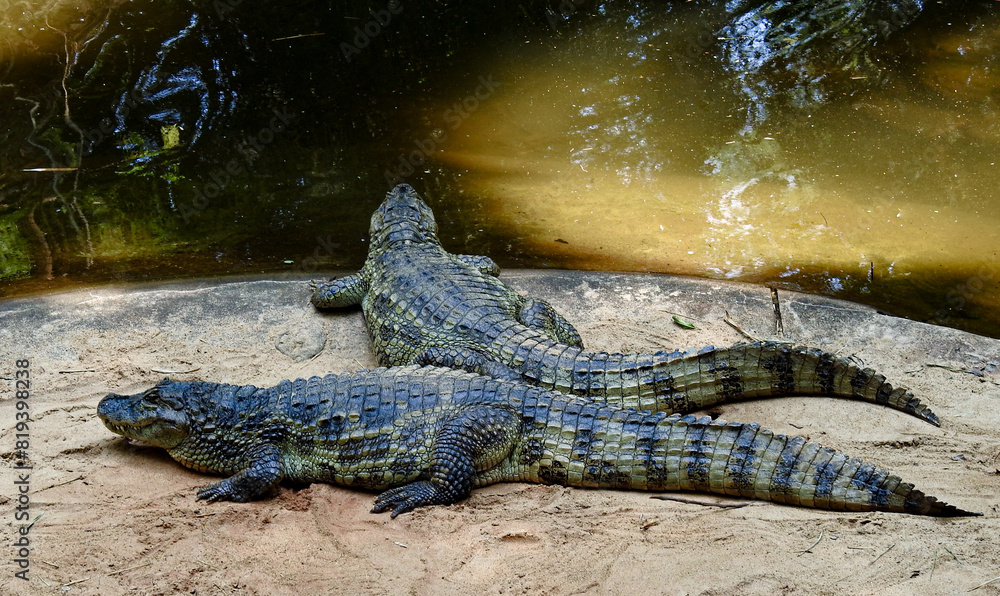 Alligators or river crocodiles at Iguazu Falls National Park. Misiones Alligators or river crocodiles at Iguazu Falls National Park. Misiones