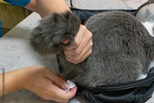 veterinarian takes the cats temperature rectally photo