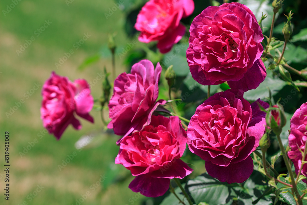 Obraz premium 薔薇