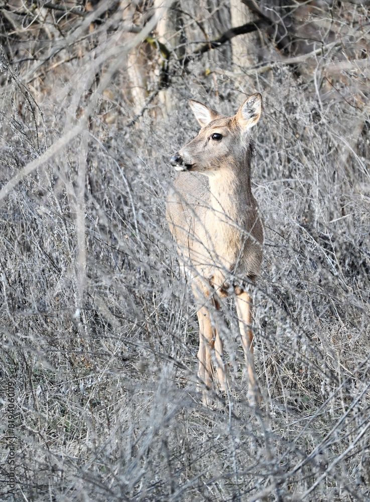 Fototapeta premium Deer in the Bushes