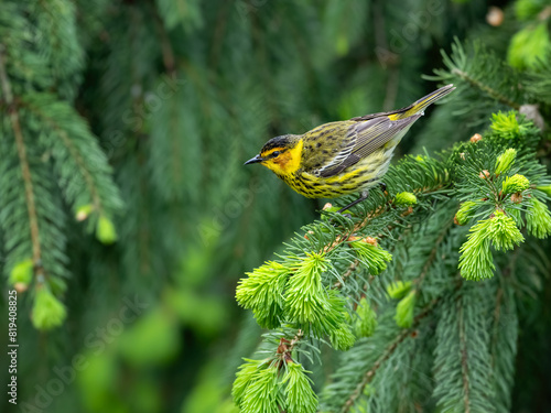 Photography Male Cape May Warbler on spruce tree in Spring