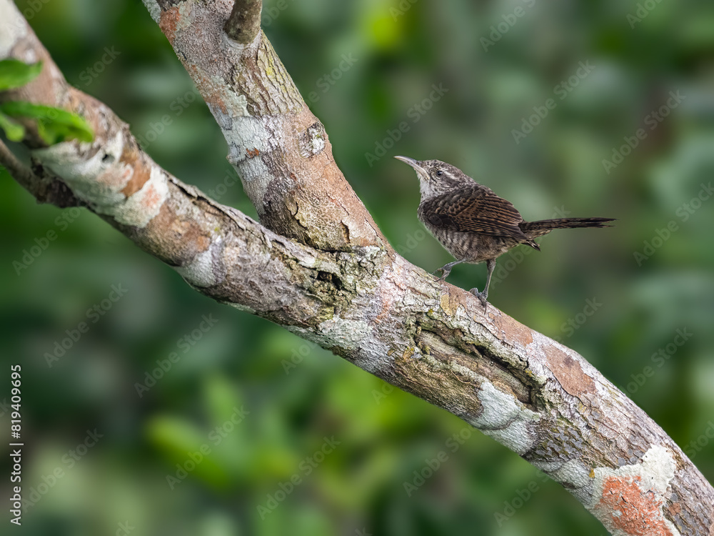 Thrush-like Wren on tree trunk in Ecuador Thrush-like Wren on tree trunk in Ecuador