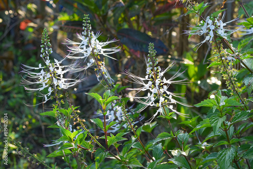 The purplish white cat's whisker flower (Orthosiphon aristatus) is an alternative ingredient for traditional herbal medicine photo