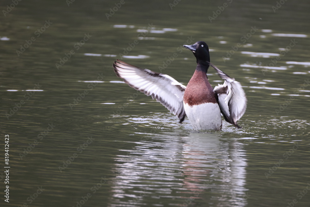 Obraz premium Baer's pochard or Siberian pochard or Siberian white-eye (Aythya baeri) male in Japan