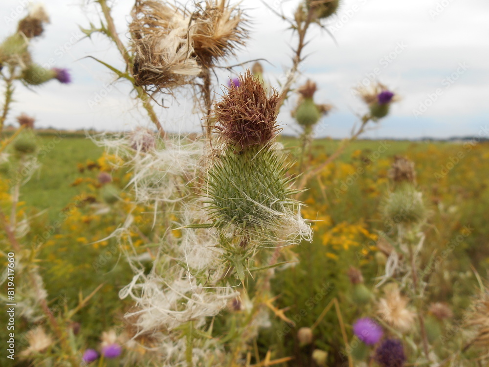 Cirsium vulgare, the spear thistle, bull thistle, or common thistle. Flowers in nature. Cirsium vulgare, the spear thistle, bull thistle, or common thistle. Flowers in nature.