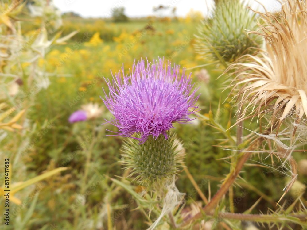 Cirsium vulgare, the spear thistle, bull thistle, or common thistle. Flowers in nature. Cirsium vulgare, the spear thistle, bull thistle, or common thistle. Flowers in nature.