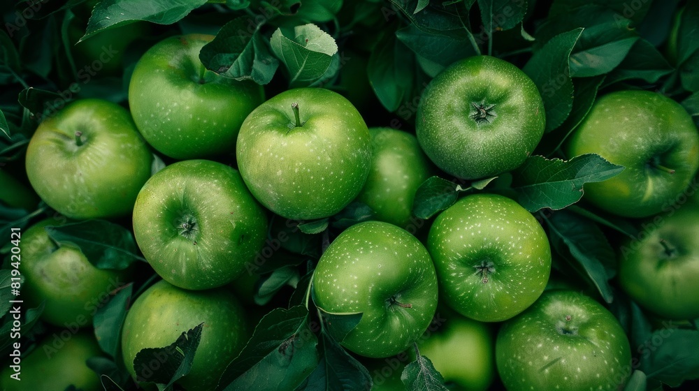 Green apples on an apple tree on the organic farm. Green apples on an apple tree on the organic farm.