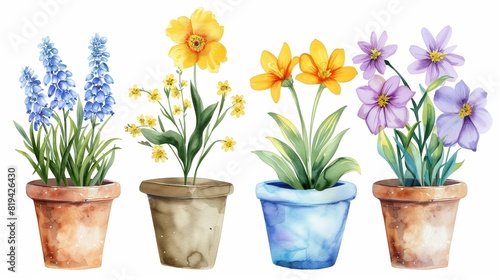 Fototapeta Naklejka Na Ścianę i Meble -  Watercolor painting of flowers in a pot on a white background