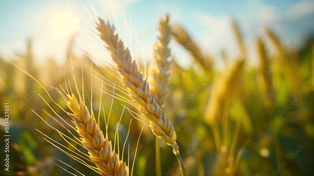 Golden Wheat Field in Warm Evening Sunlight Golden Wheat Field in Warm Evening Sunlight