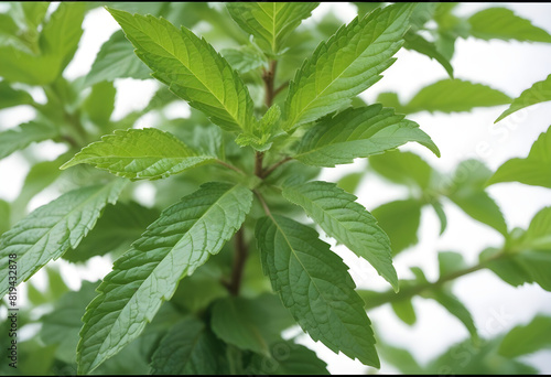 green paper mint leaves of nettle