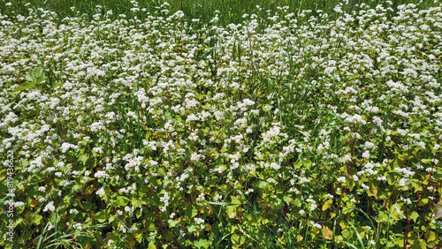 field of flowers