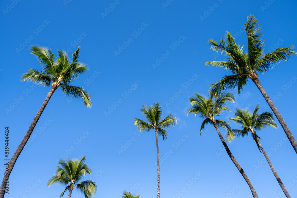 Perspective looking up at a clear blue sky framed by sun lit palm trees, as a nature background
