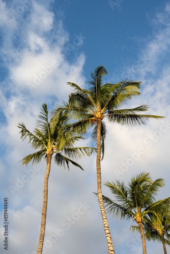 Bright light of day on a palm tree with a blue sky and white clouds behind, as a tropical nature background  © knelson20