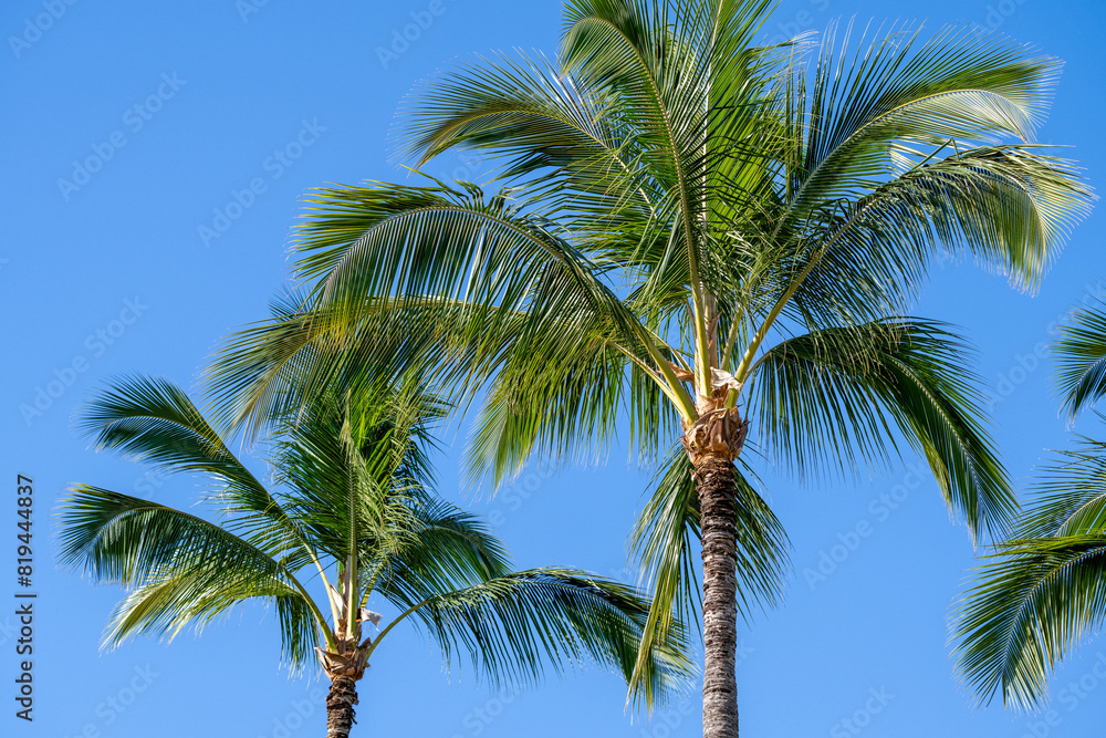 Fresh clean air in a clear blue sky with the green fronds of palm trees in the sun, as a tropical nature background
Fresh clean air in a clear blue sky with the green fronds of palm trees in the sun, as a tropical nature background