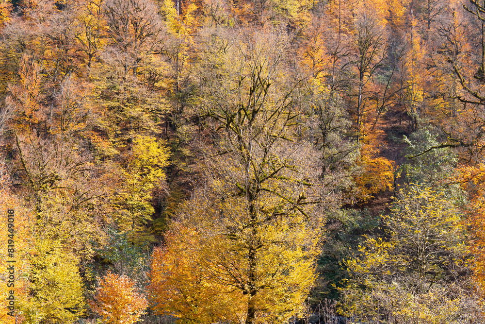 Yellow leaves in the forest on the ground. Yellow leaves in the forest on the ground.