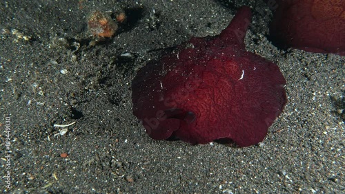 A burgundy nudibranch slowly crawls along the sandy bottom of a tropical sea at night.
Forsskal's Pleurobranch (Pleurobranchus forskalii) 300 mm, adult: deep maroon with white circles. photo