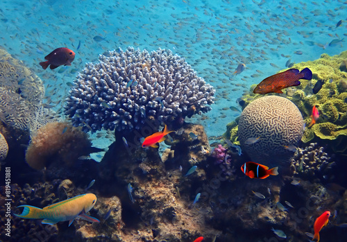 Biodiversity of exotic fish and corals inhabiting ecosystem of coral reefs at the Red Sea near Eilat – famous tourist resort and recreational city in Israel photo