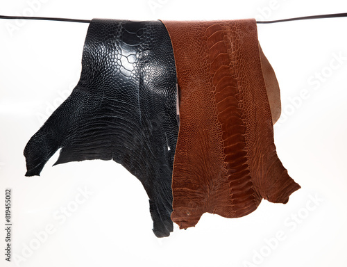 ostrich leather on white background