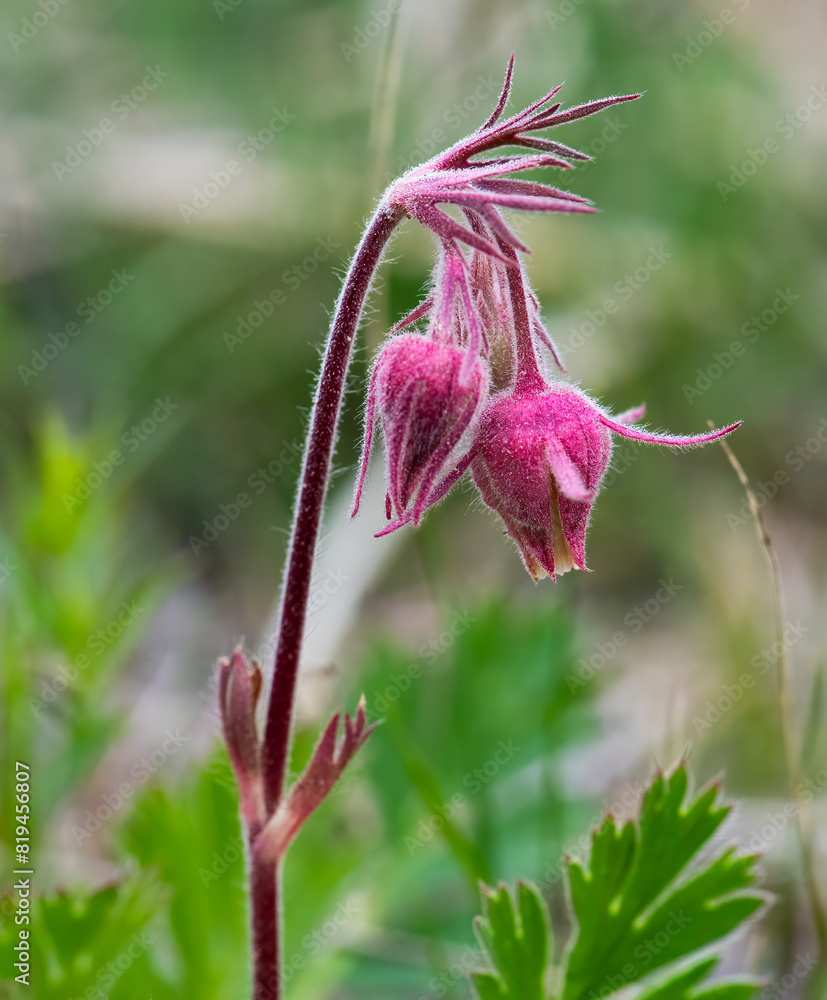 Prairie smoke flowers in the spring Prairie smoke flowers in the spring
