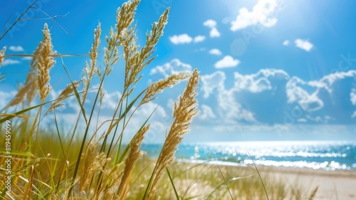 Bright sunny day at beach with tall grass and blue sky