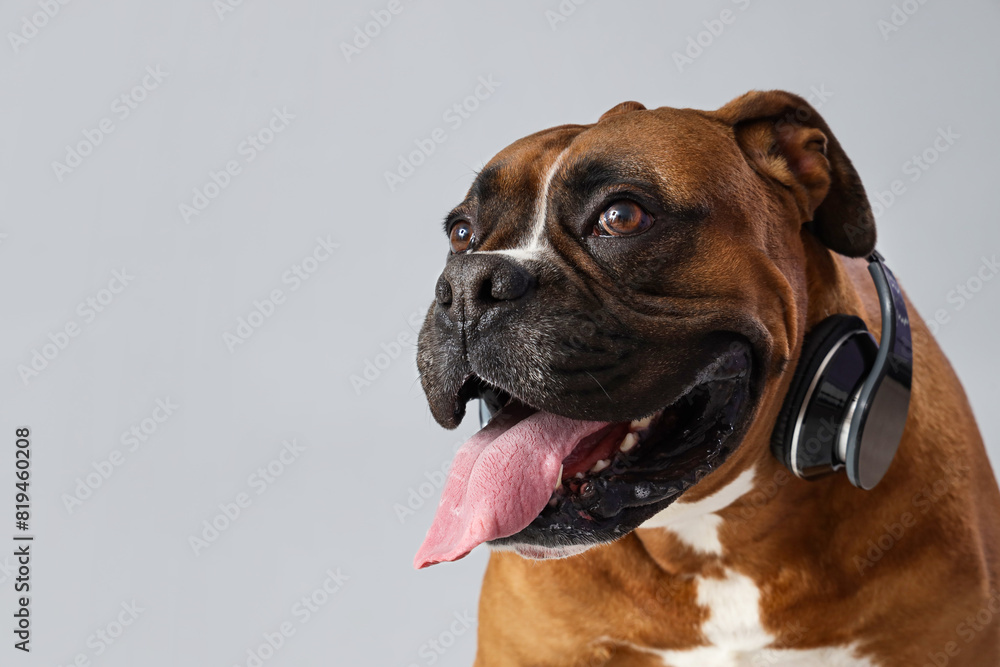 Boxer dog with headphones on light background, closeup