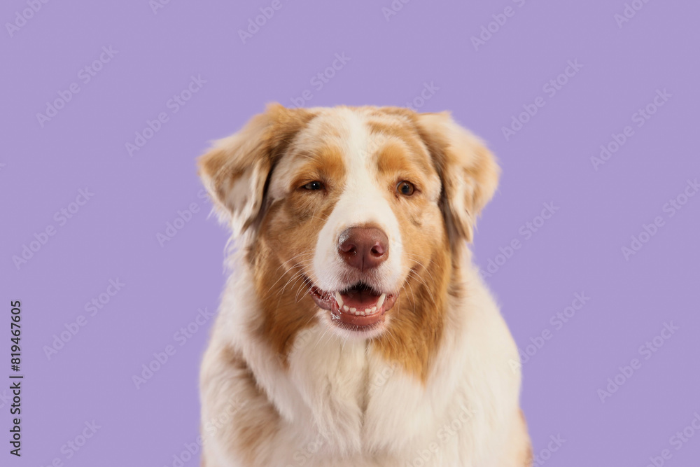 Adorable Australian Shepherd dog on lilac background