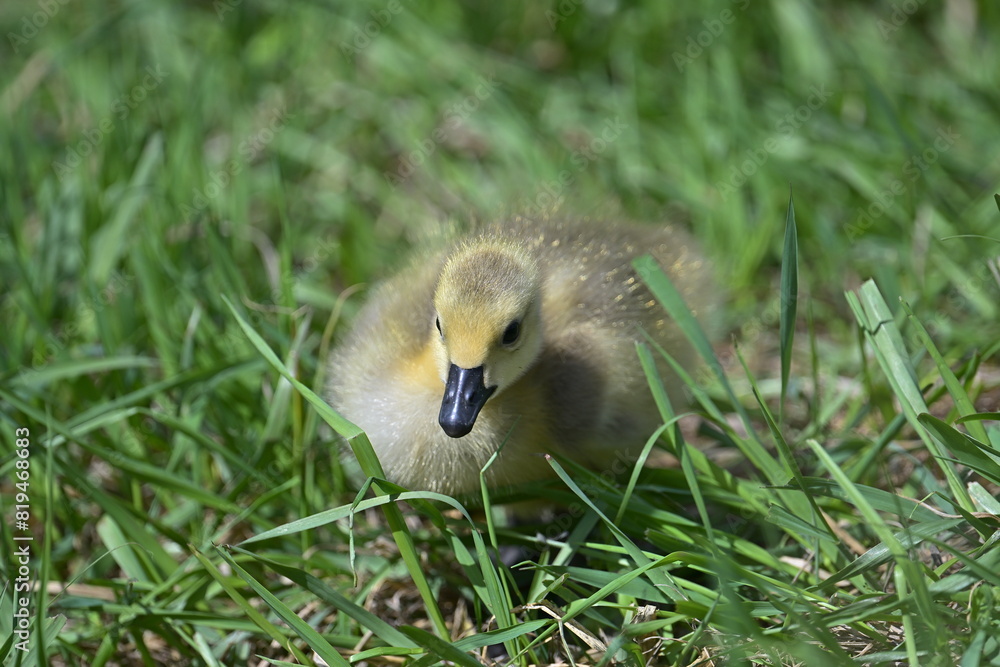 Canadian goose cubs Canadian goose cubs