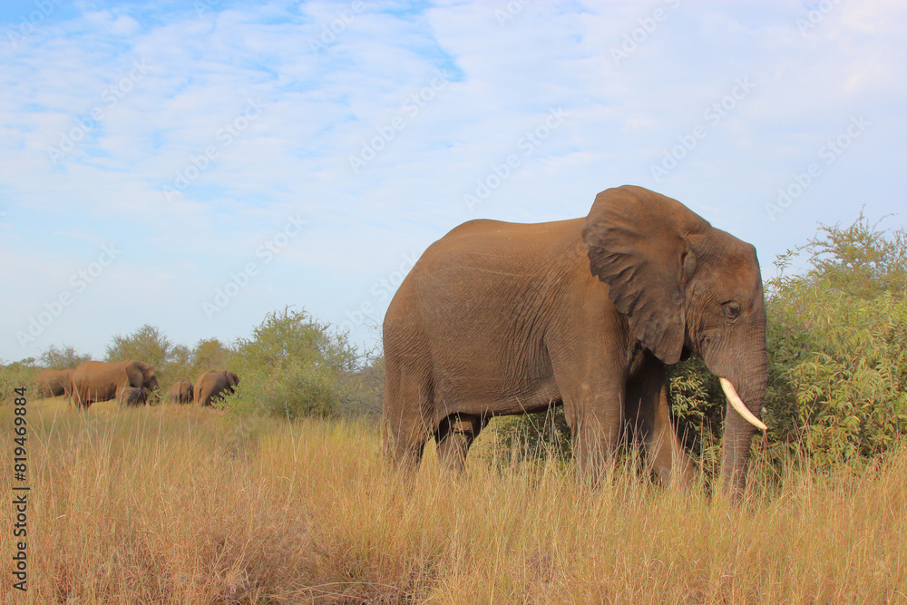 Fototapeta premium Afrikanischer Elefant / African elephant / Loxodonta africana
