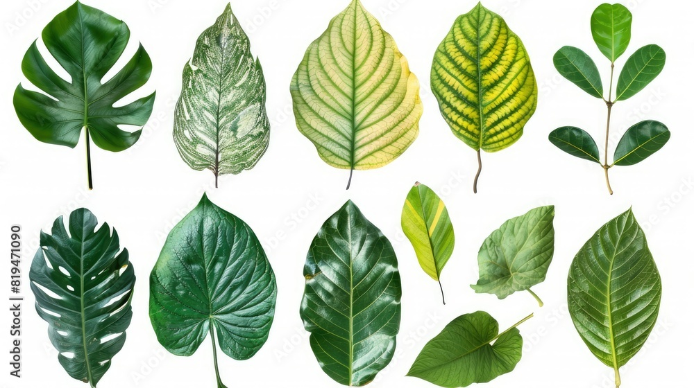 nature botanical leaves on isolated backgrounds nature botanical leaves on isolated backgrounds
