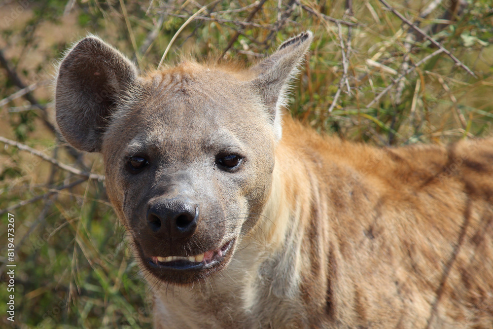 Tüpfelhyäne / Spotted hyaena / Crocuta crocuta.. Tüpfelhyäne / Spotted hyaena / Crocuta crocuta..