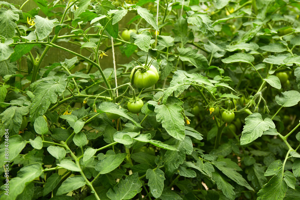 Fototapeta premium Growing green and flowering tomatoes in a greenhouse. Organic farming.