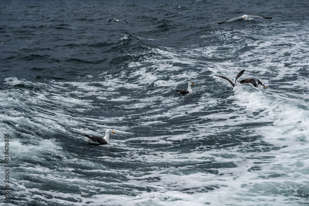Fototapeta premium seagulls floating on the water fighting
