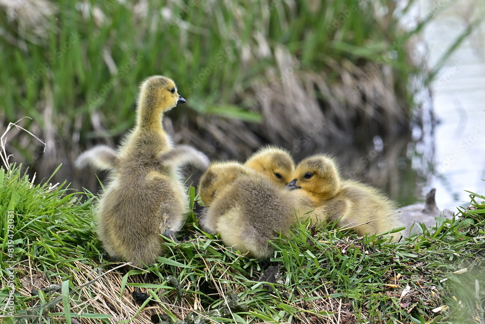 Canadian goose cubs Canadian goose cubs